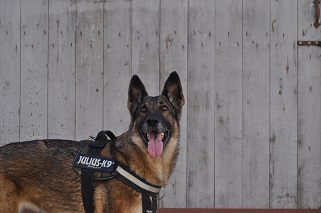 Tactical Dog Harness Application in Emergency Rescue