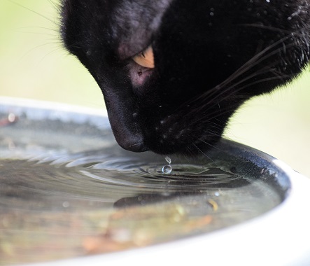 A Comparison Between Traditional Water Bowls and Cat Water Fountains