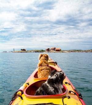 How to Choose the Right Boat Ramp for Your Dog